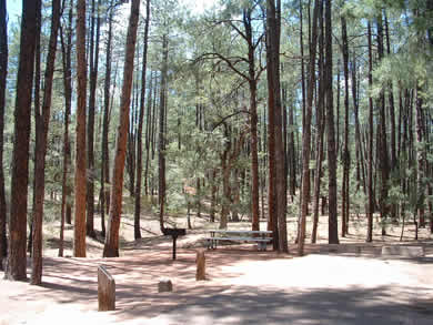 Ponderosa campground is surrounded by the largest stand of ponederosa pines in the world.